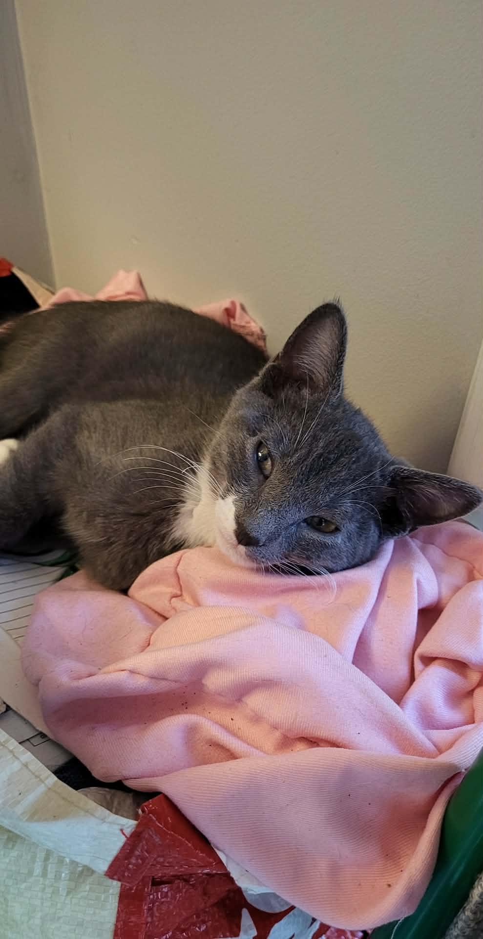 Enlarge Comet, a Adoptable Domestic Short Hair in Sicklerville , NJ image 1/1