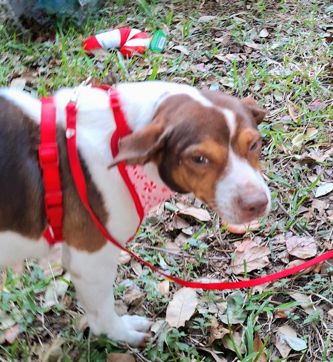 Enlarge Alisha WA14101-T , a Adoptable mixed breed in Bellevue, WA image 3/6