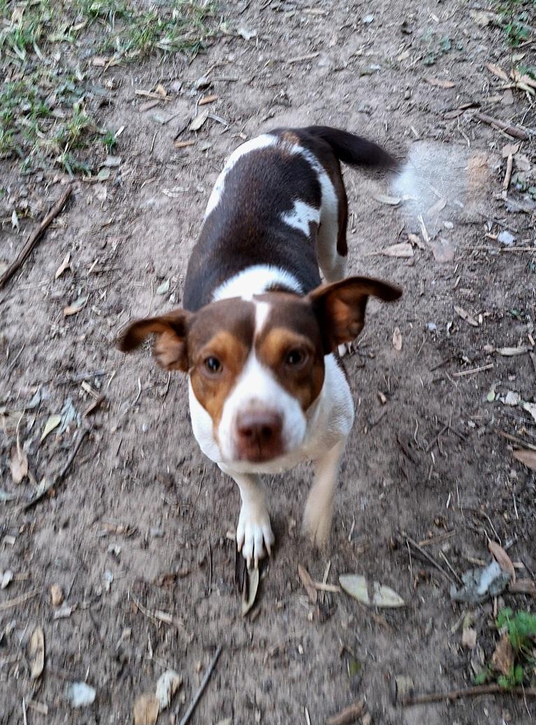 Enlarge Alisha WA14101-T , a Adoptable mixed breed in Bellevue, WA image 6/6