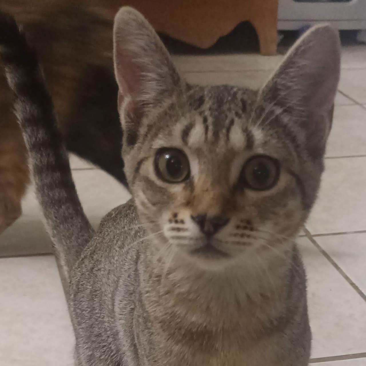 Enlarge Loretta Durkin, a Adopted Domestic Short Hair in Tampa, FL image 2/3