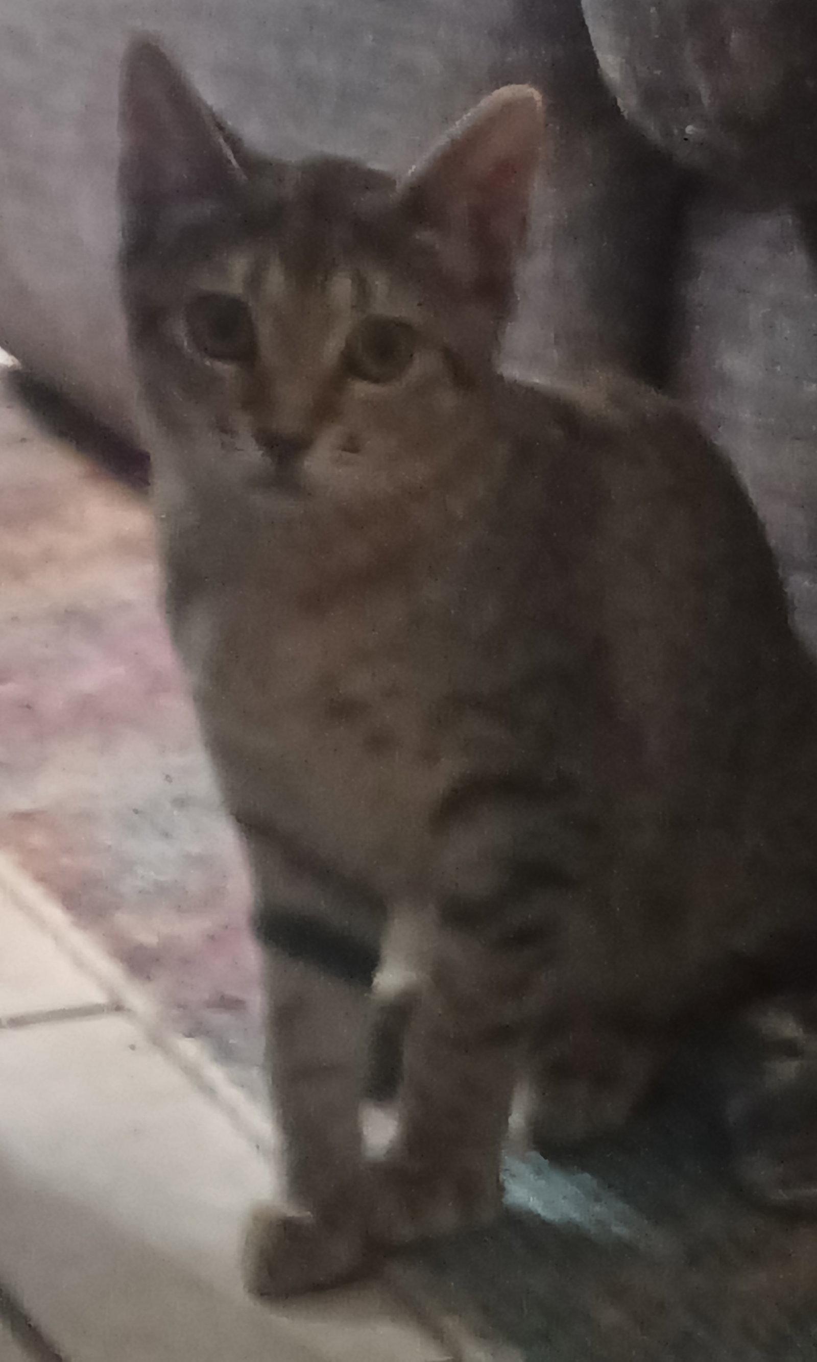 Enlarge Loretta Durkin, a Adopted Domestic Short Hair in Tampa, FL image 3/3