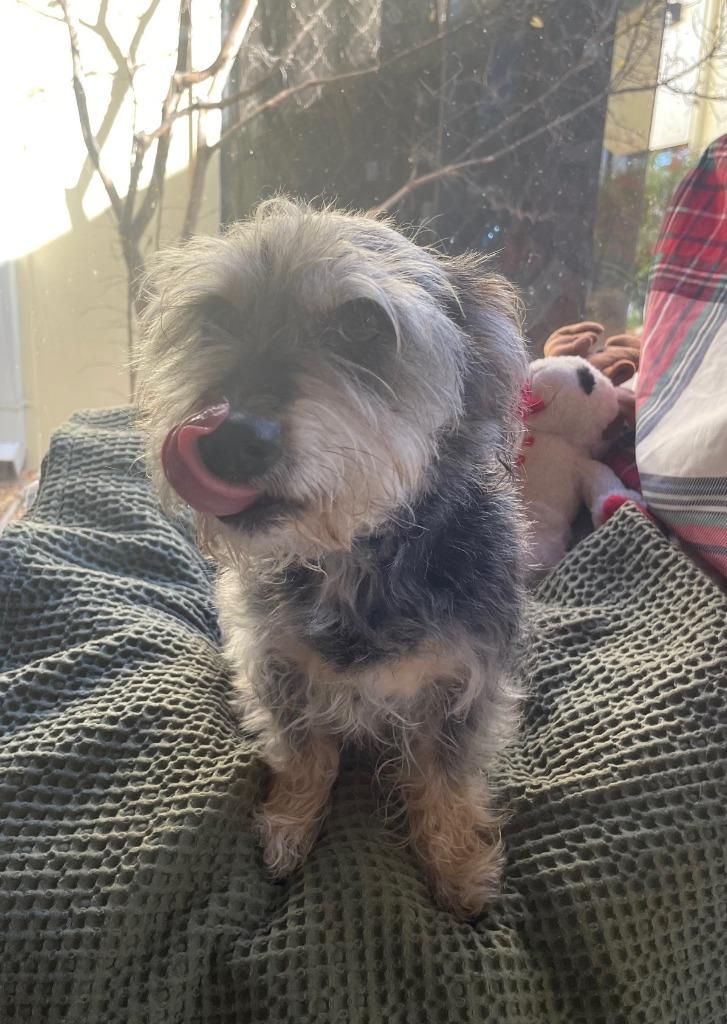 Roxi, Adoptable, Adult Female Yorkshire Terrier & Terrier.