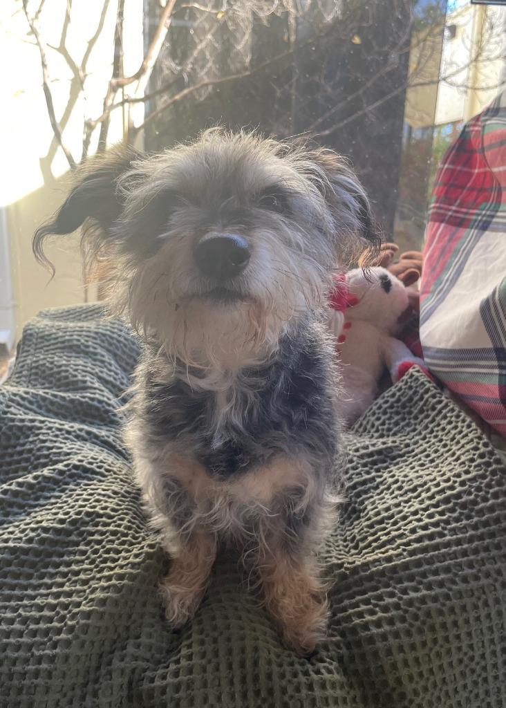 Enlarge Roxi, a Adoptable mixed breed in Fort Worth, TX image 2/2