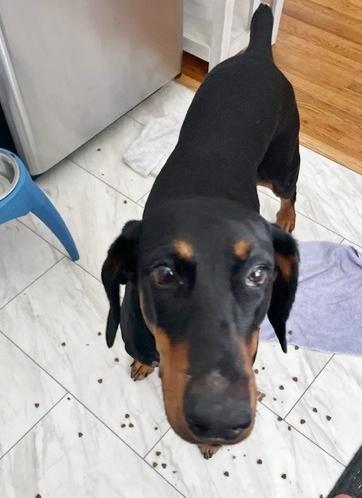 Enlarge Sheba, a Adopted Doberman Pinscher in Silver Spring, MD image 3/6