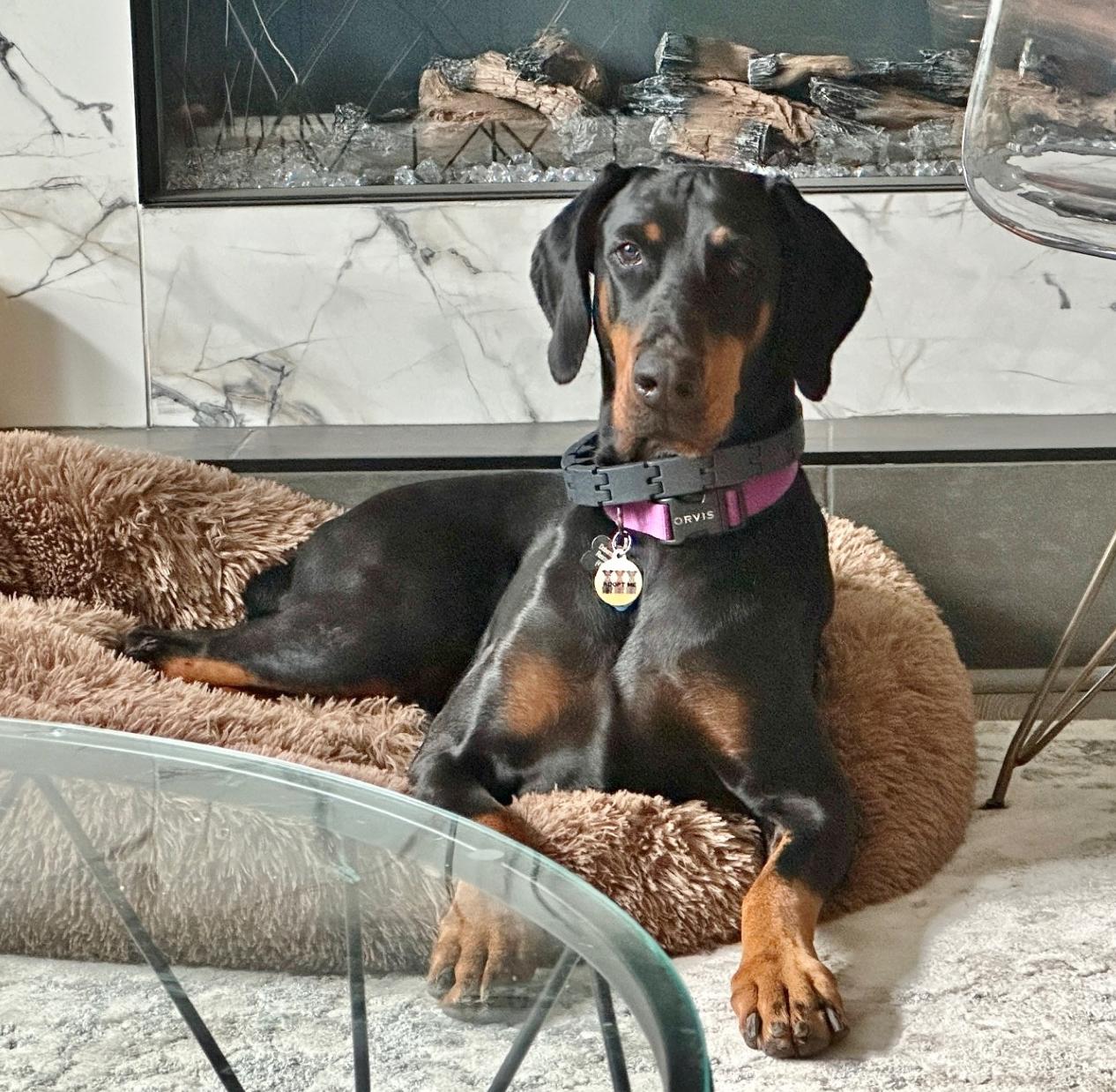 Sheba, Adopted, Adult Female Doberman Pinscher.
