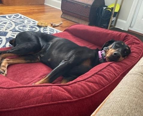 Enlarge Sheba, a Adopted Doberman Pinscher in Silver Spring, MD image 4/6