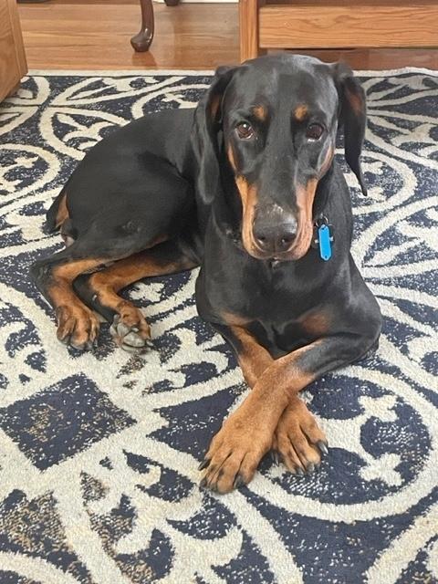 Enlarge Sheba, a Adopted Doberman Pinscher in Silver Spring, MD image 5/6