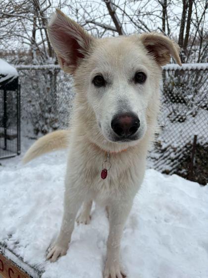 Everest, Adoptable, Puppy Male Mixed Breed & Mixed Breed.
