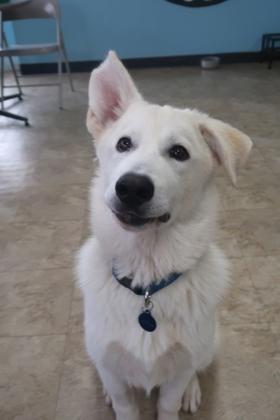 Enlarge Everest, a Adoptable Mixed Breed in Chicago, IL image 2/3