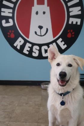 Enlarge Everest, a Adoptable Mixed Breed in Chicago, IL image 3/3