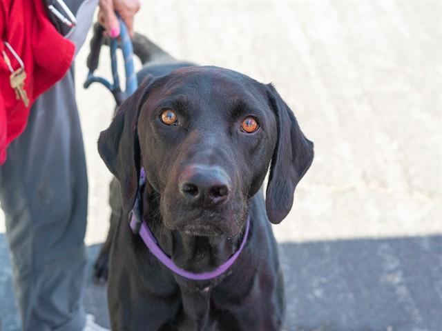 PILOT, Adoptable, Adult Male Labrador Retriever & German Shorthaired Pointer.