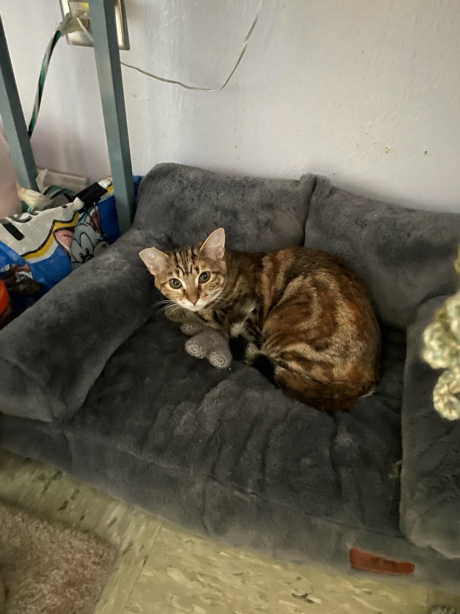 Sugar, Adoptable, Young Female Domestic Short Hair.