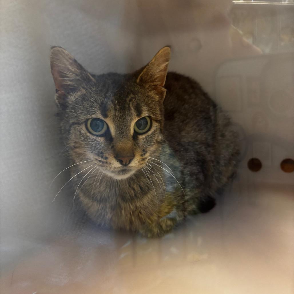 Enlarge Bettina, a Adoptable Domestic Short Hair in Bristol, IN image 1/1