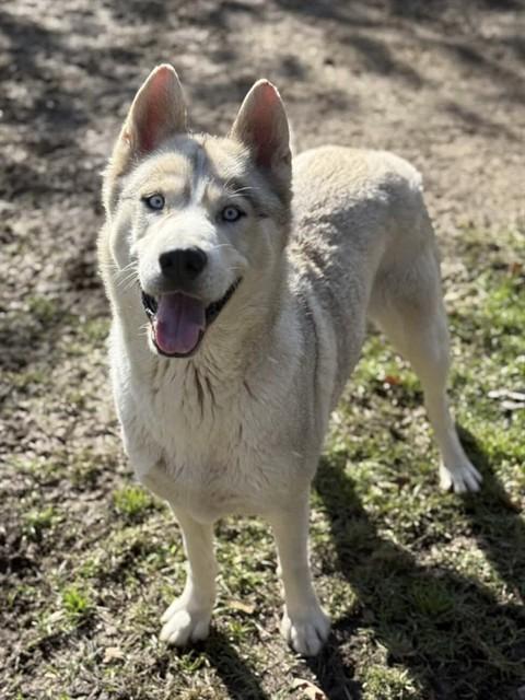 Enlarge SNOW, a Adoptable Siberian Husky in Riverside, CA image 1/1