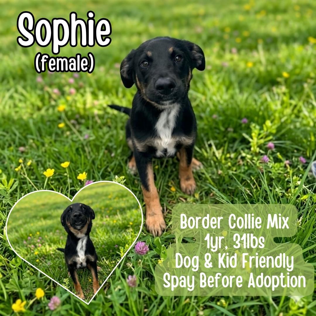 Sophie, ADOPTABLE, Young Female Border Collie.
