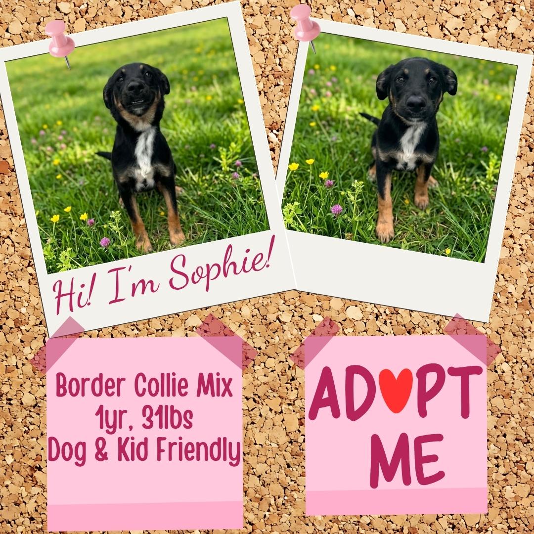 Sophie, a ADOPTABLE mixed breed in Lancaster, KY image 3/3