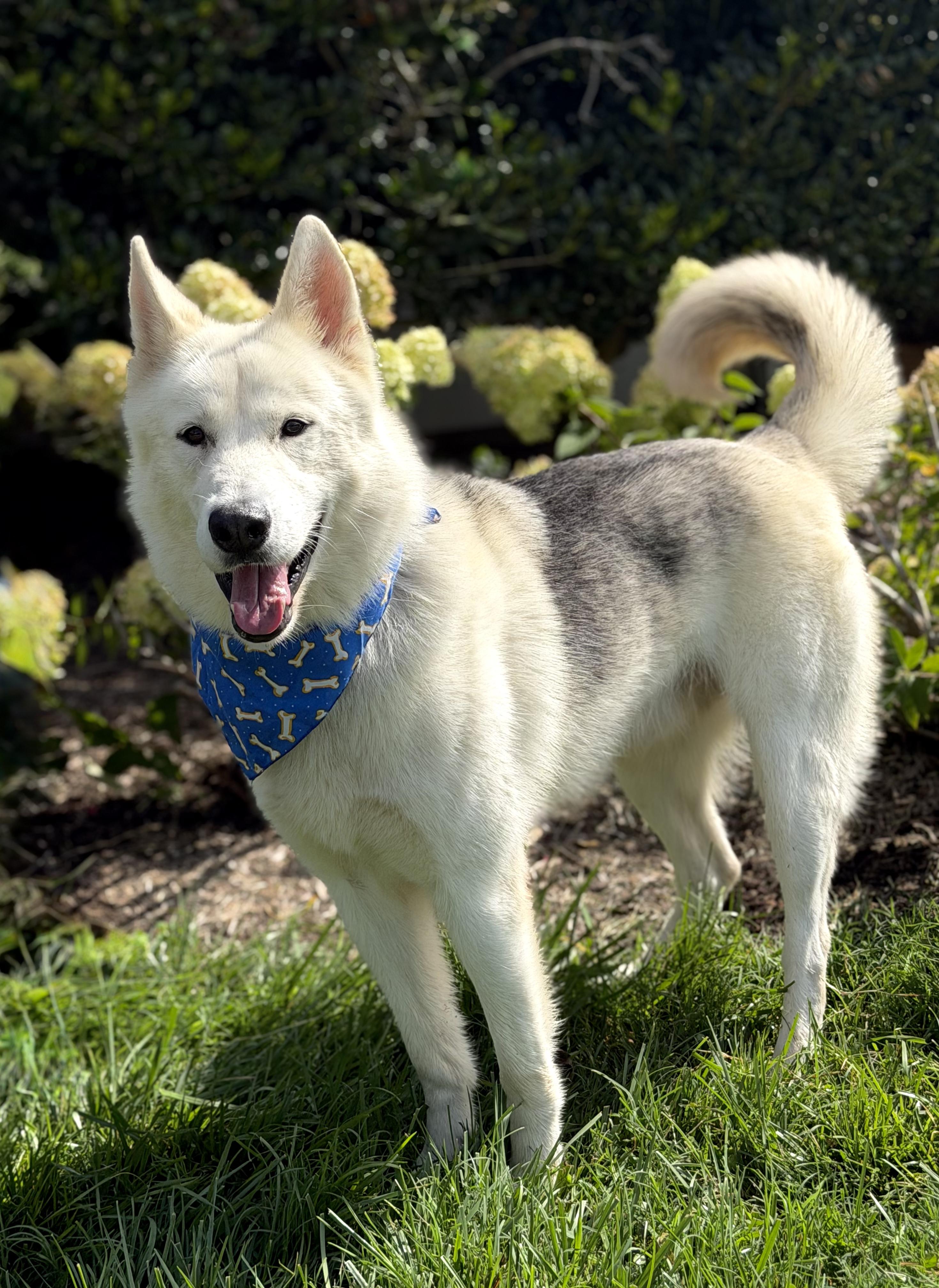 Cosmo, a ADOPTABLE mixed breed in Maryville, TN image 3/5