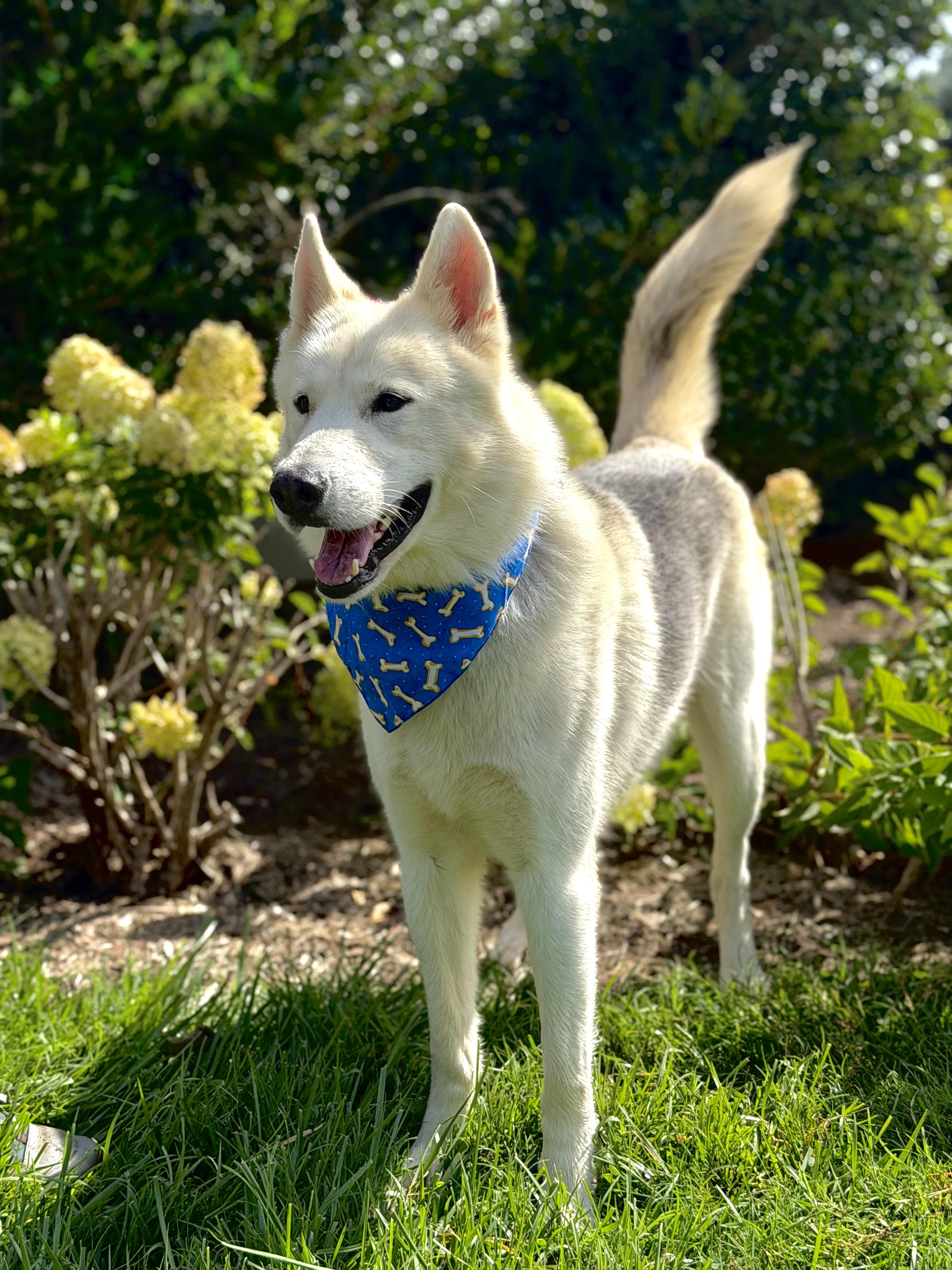 Cosmo, a ADOPTABLE mixed breed in Maryville, TN image 4/5