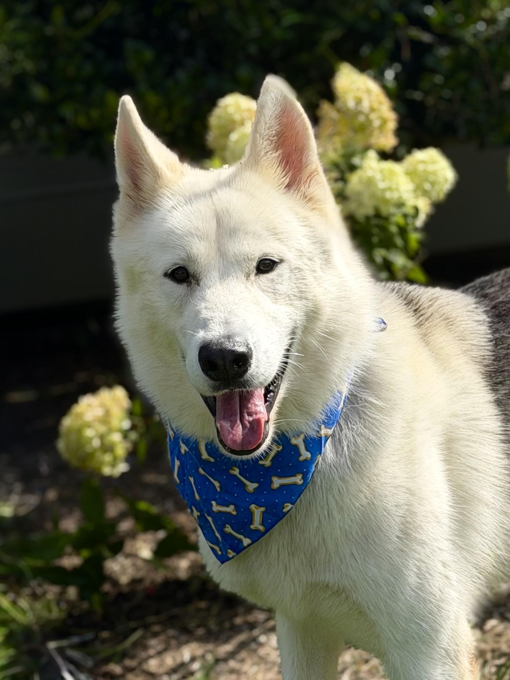 Cosmo, ADOPTABLE, Adult Male Siberian Husky.