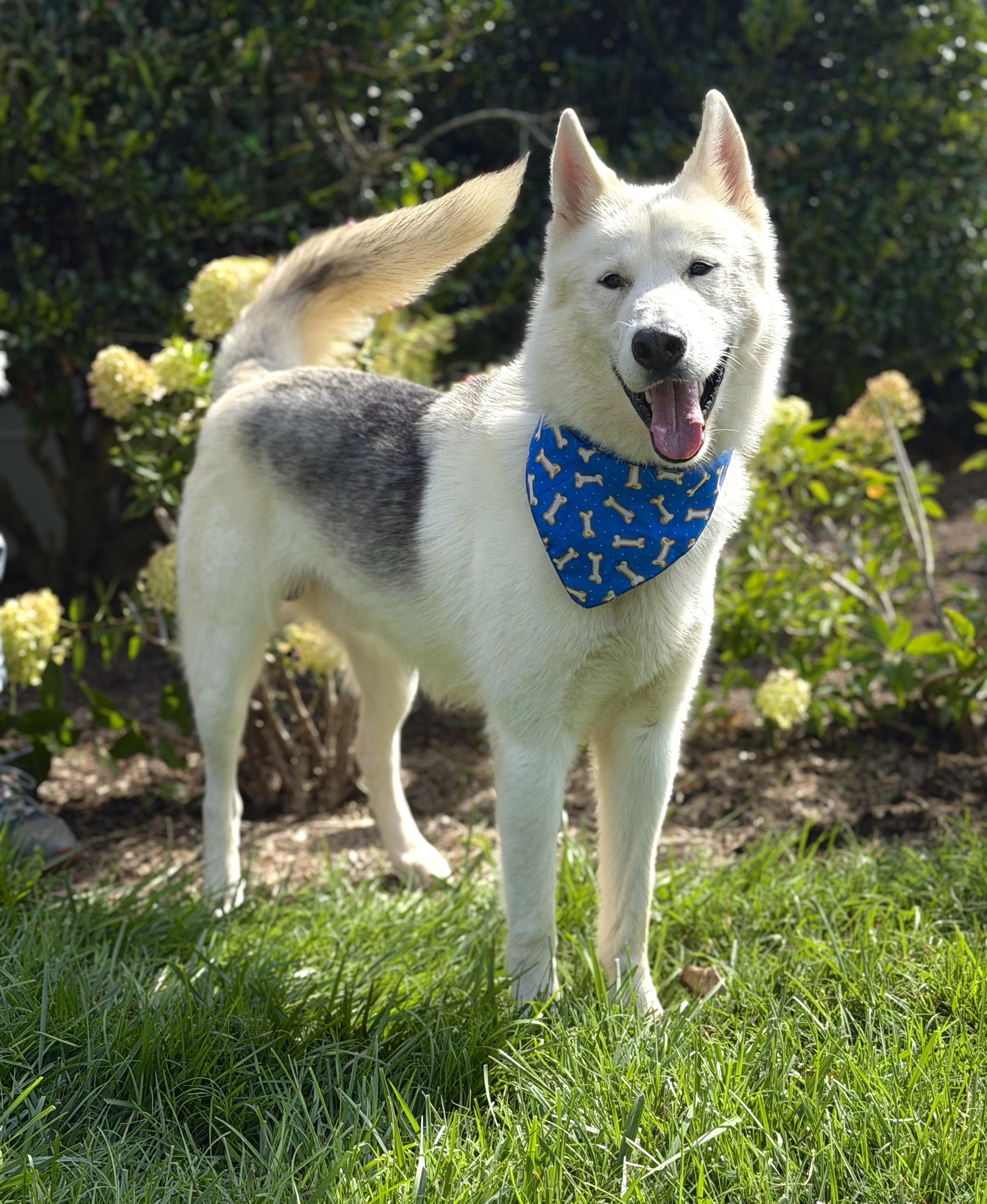 Cosmo, a ADOPTABLE mixed breed in Maryville, TN image 2/5