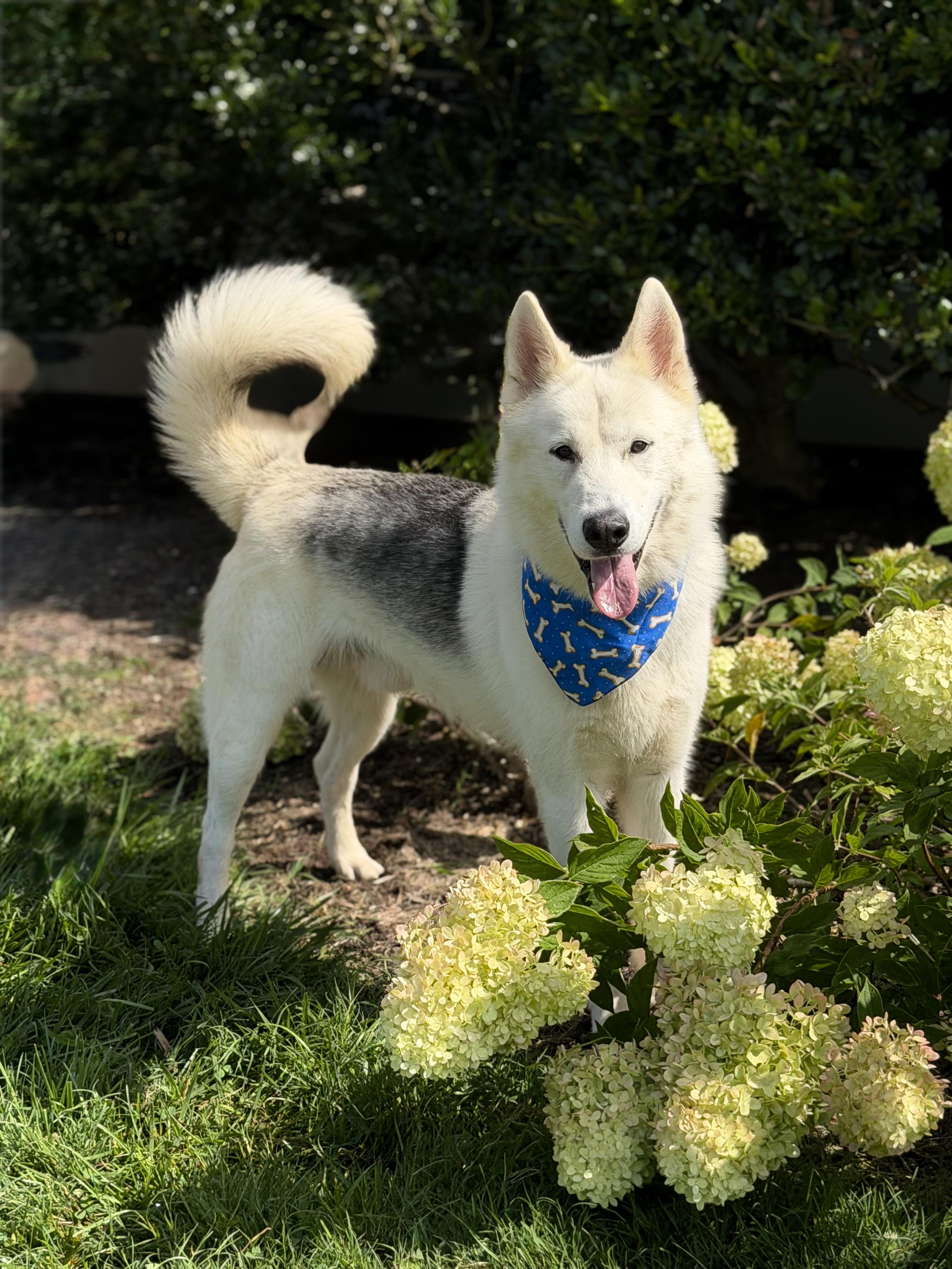 Cosmo, ADOPTABLE, Adult Male Siberian Husky & Akita.