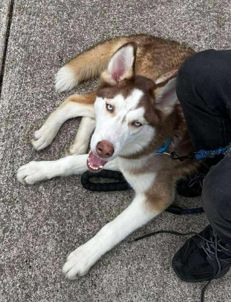 Milo, Adoptable, Young Male Husky.
