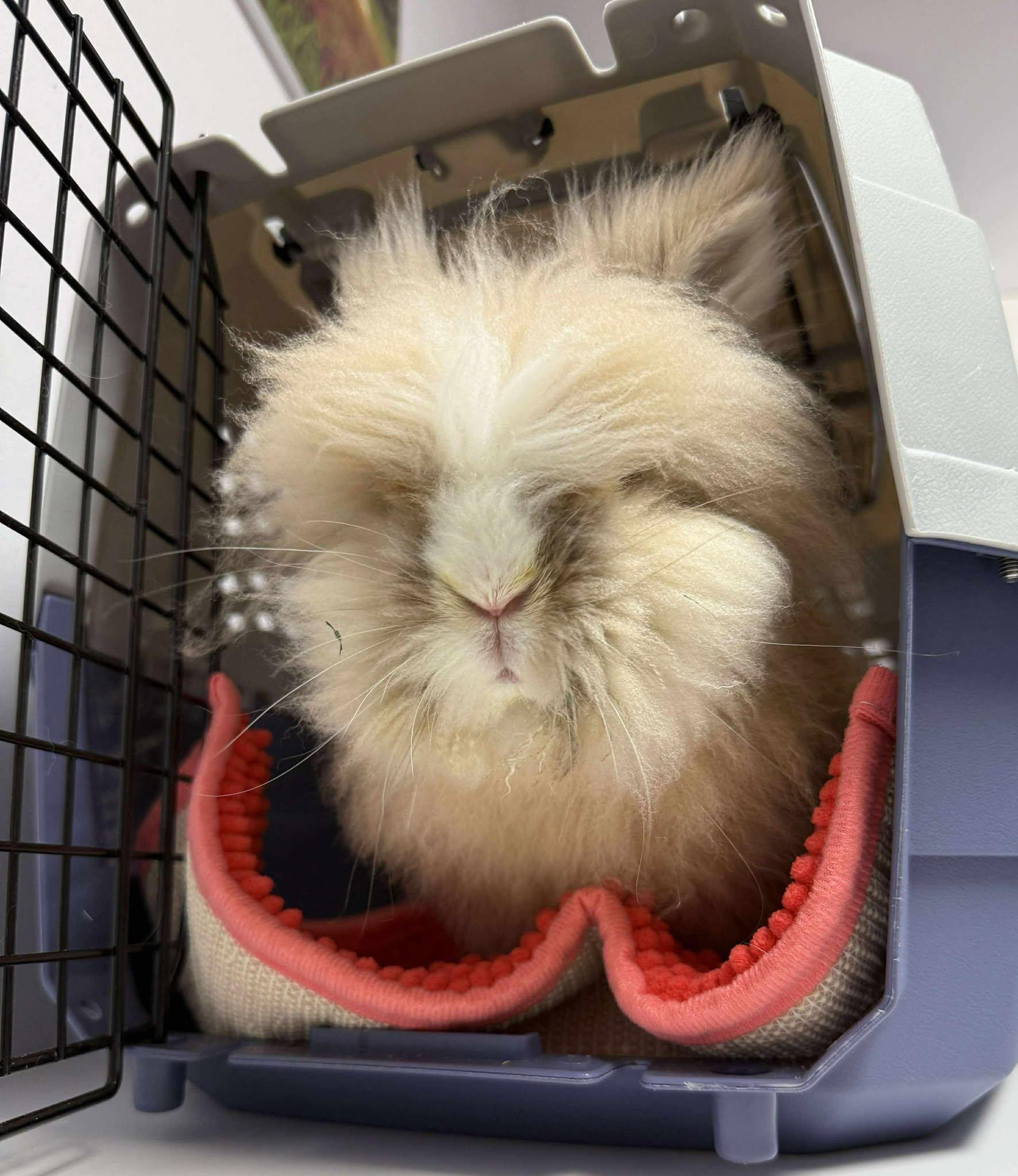 Lucky, Adopted, Young Male Lionhead.