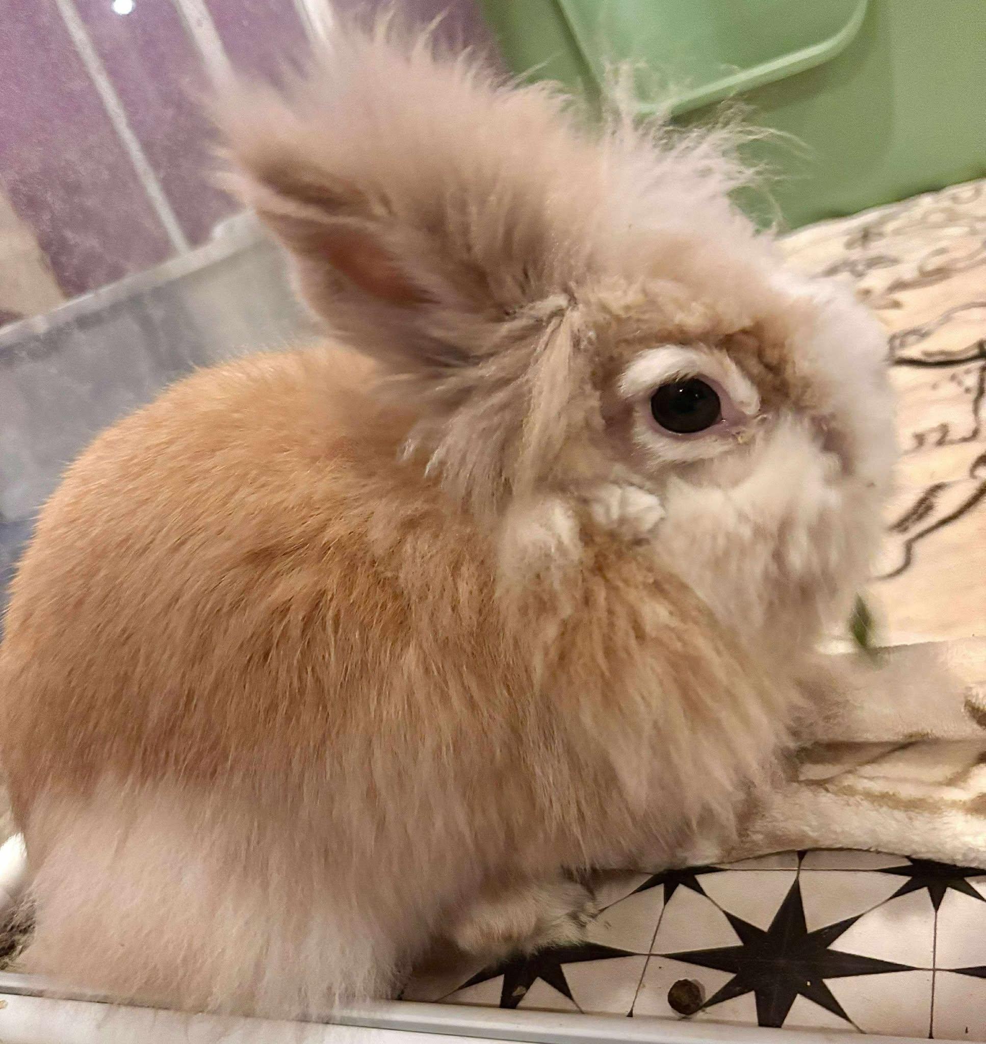 Lucky, a Adopted Lionhead in Wichita, KS image 2/4