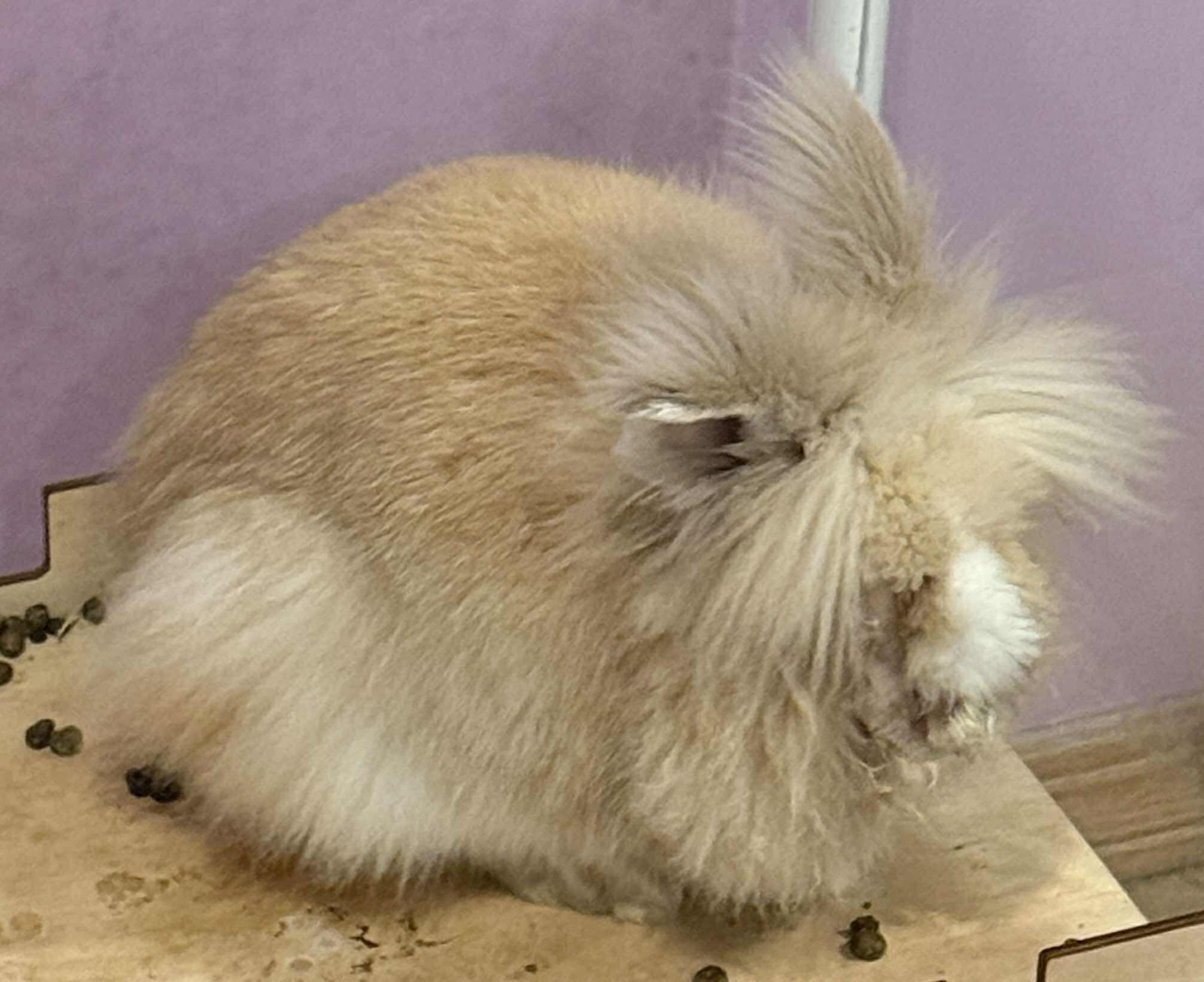 Lucky, a Adopted Lionhead in Wichita, KS image 3/4
