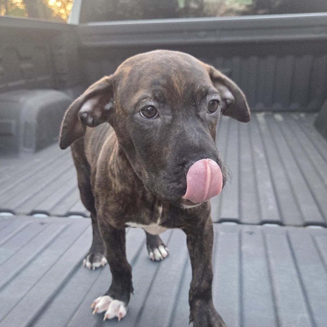 Enlarge Layla, a Adoptable mixed breed in Hartford, CT image 3/5