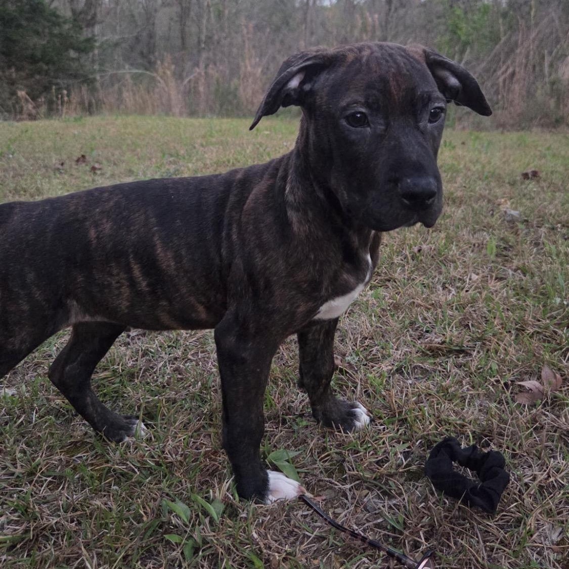 Enlarge Layla, a Adoptable mixed breed in Hartford, CT image 1/5