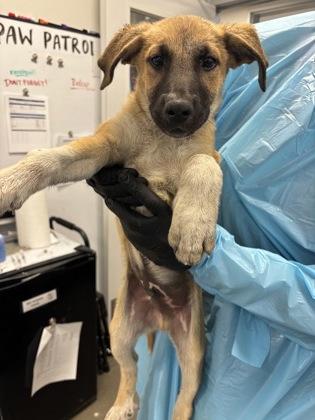 Enlarge Carl Jr., a Adoptable mixed breed in Fresno, CA image 1/1