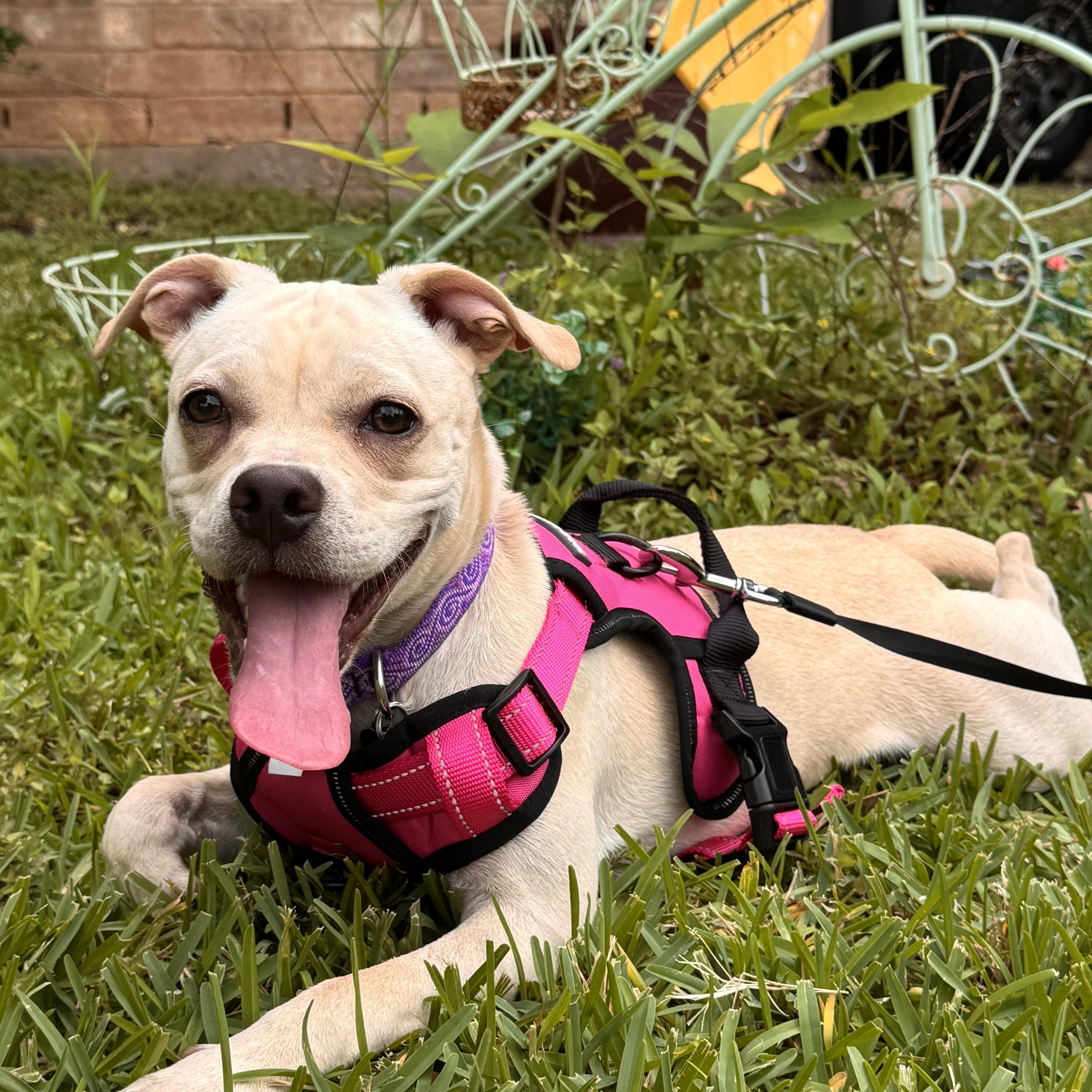 Enlarge Mari, an adopted mixed breed in West Dundee, IL image 2/6