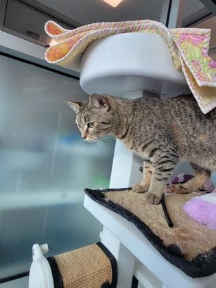 Enlarge Queen Elizabeth, a Adoptable mixed breed in Roseville, CA image 1/3