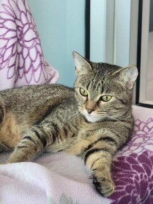 Enlarge Queen Elizabeth, a Adoptable mixed breed in Roseville, CA image 2/3