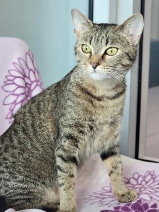 Enlarge Queen Elizabeth, a Adoptable mixed breed in Roseville, CA image 3/3