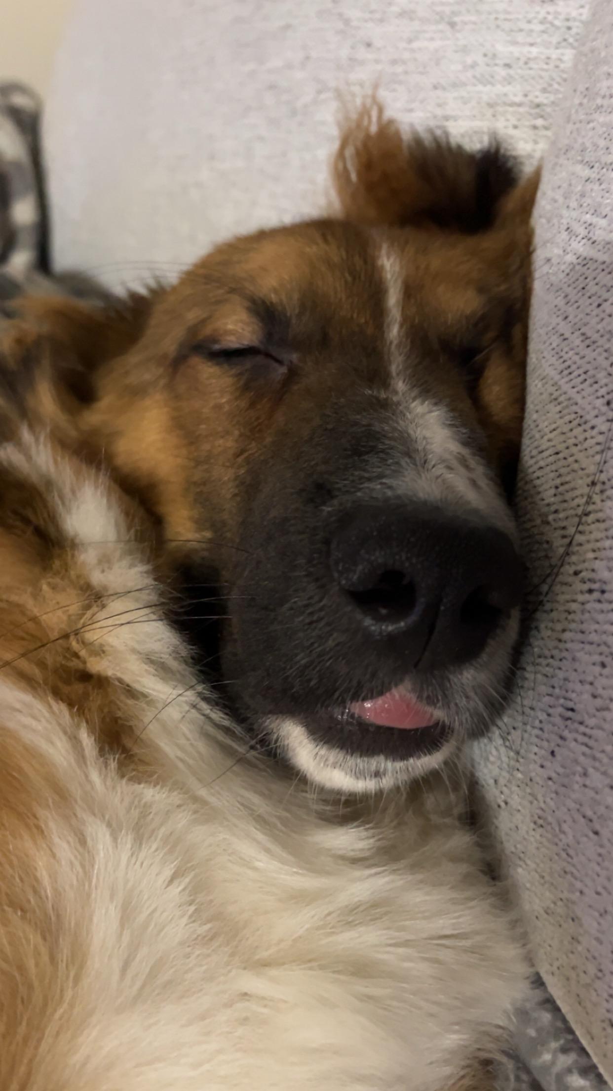 Charlie, ADOPTABLE, Young Male Chow Chow & Collie.