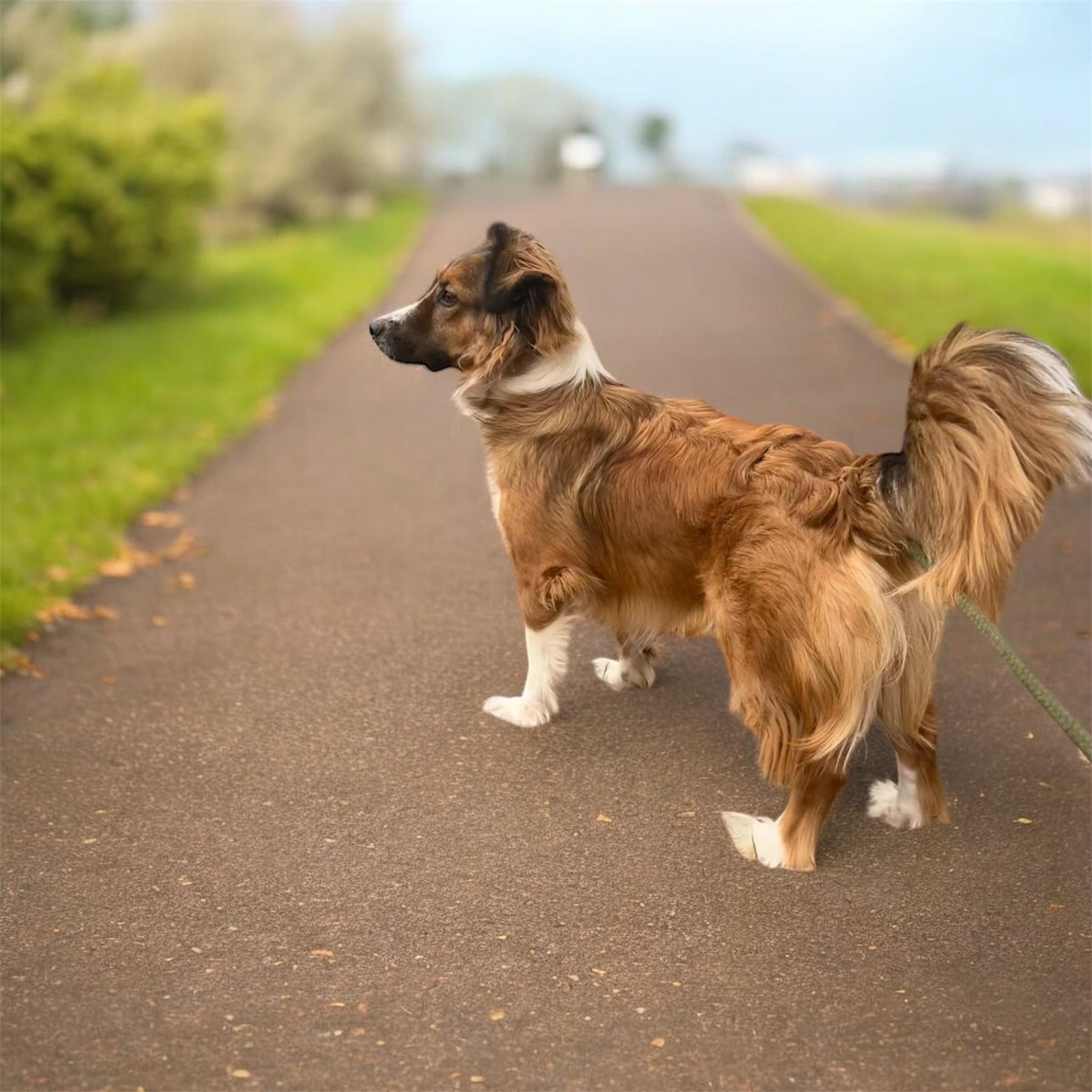 Charlie, ADOPTABLE, Young Male Chow Chow & Collie.