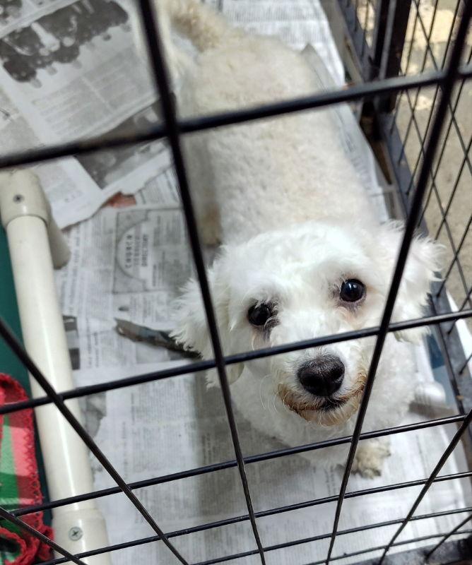 Betty Barb thumbnail 2