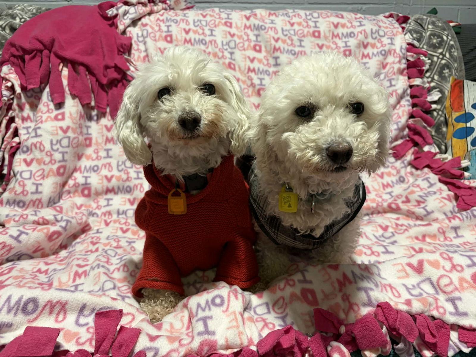 Enlarge Betty Barb, a Adoptable Bichon Frise in Mukwonago, WI image 2/3