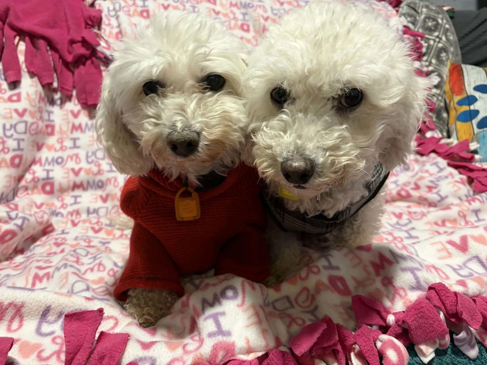 Enlarge Betty Barb, a Adoptable Bichon Frise in Mukwonago, WI image 3/3