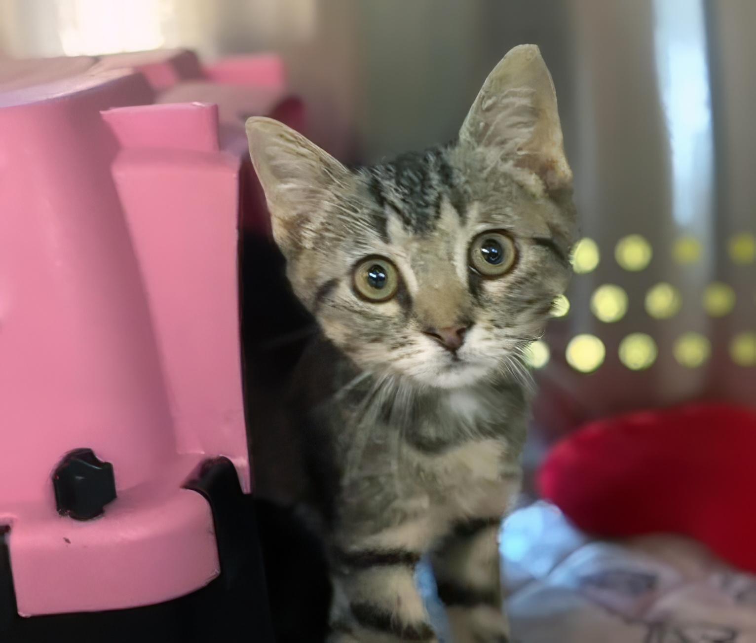 Primrose, adopted, Kitten Female Domestic Short Hair.