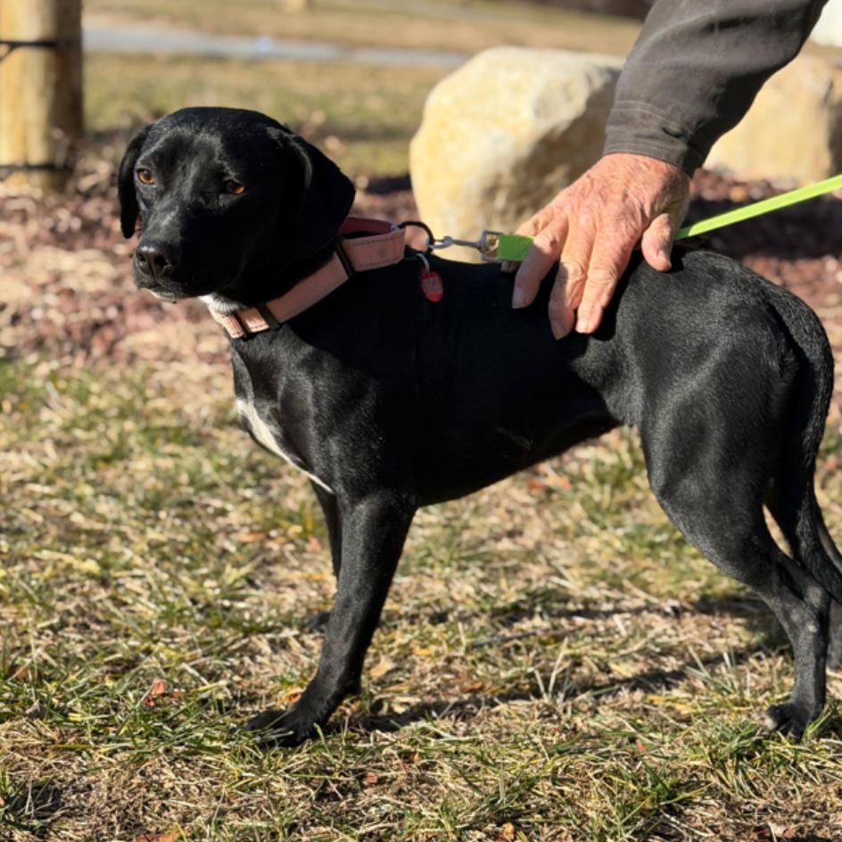 Enlarge LUCIE, a Adoptable Terrier in Atco, NJ image 1/5