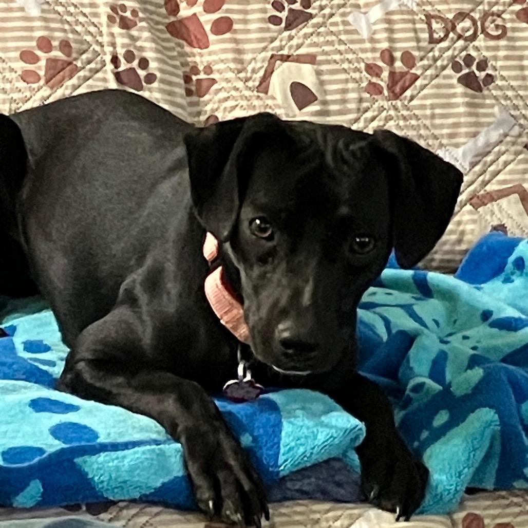 Enlarge LUCIE, a Adoptable Terrier in Atco, NJ image 3/5