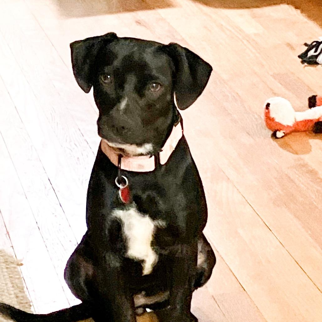 Enlarge LUCIE, a Adoptable Terrier in Atco, NJ image 4/5