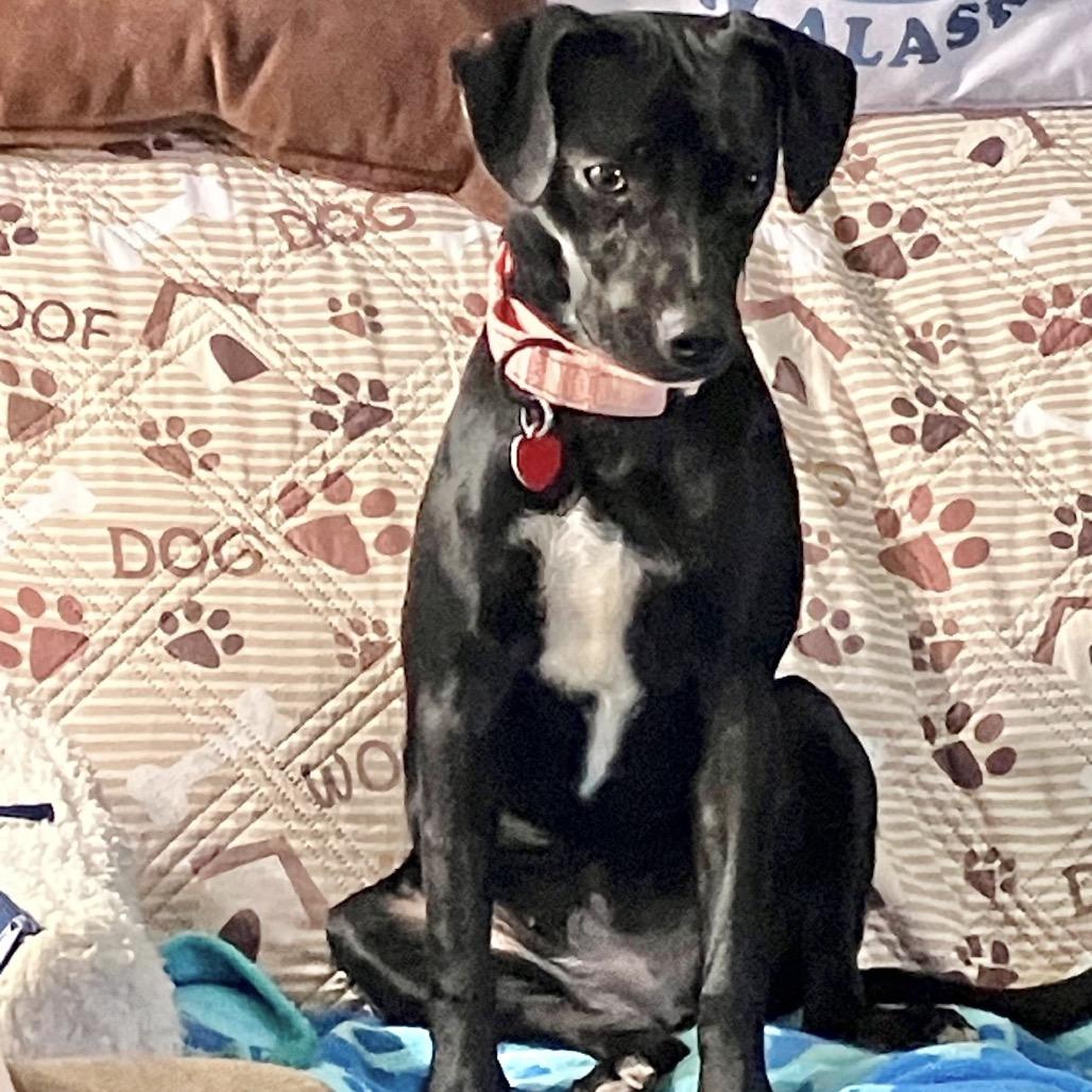 Enlarge LUCIE, a Adoptable Terrier in Atco, NJ image 5/5