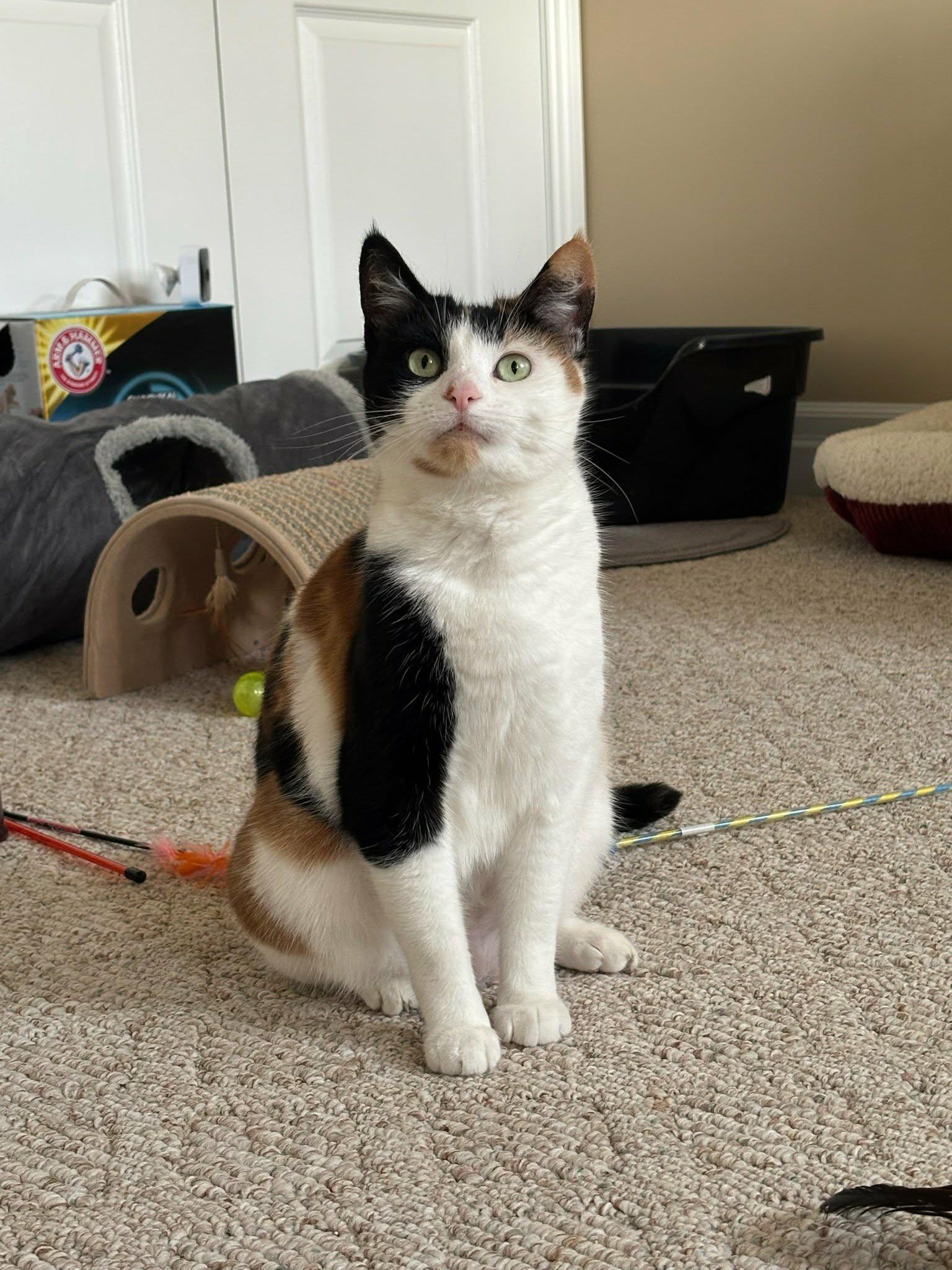 Enlarge Wilkes & Willa, a ADOPTABLE Domestic Short Hair in Brantford, ON image 5/5