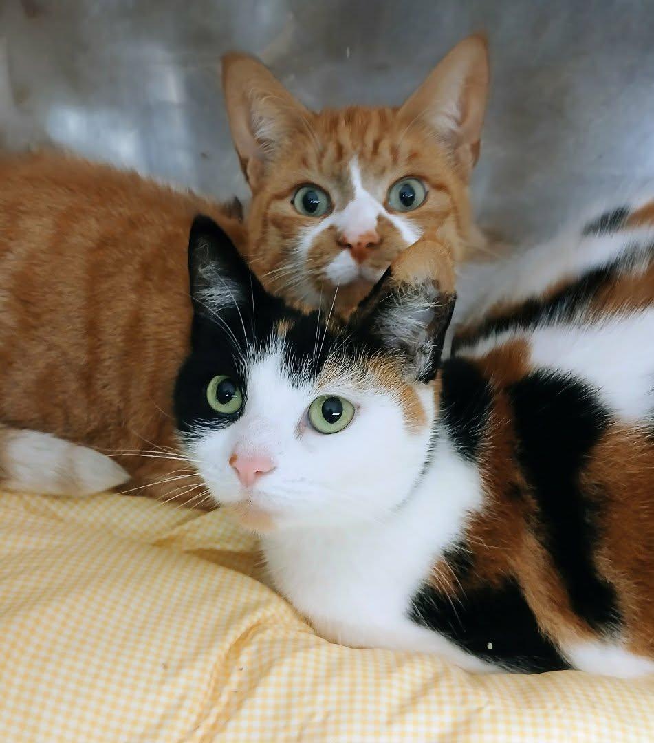 Enlarge Wilkes & Willa, a ADOPTABLE Domestic Short Hair in Brantford, ON image 1/5