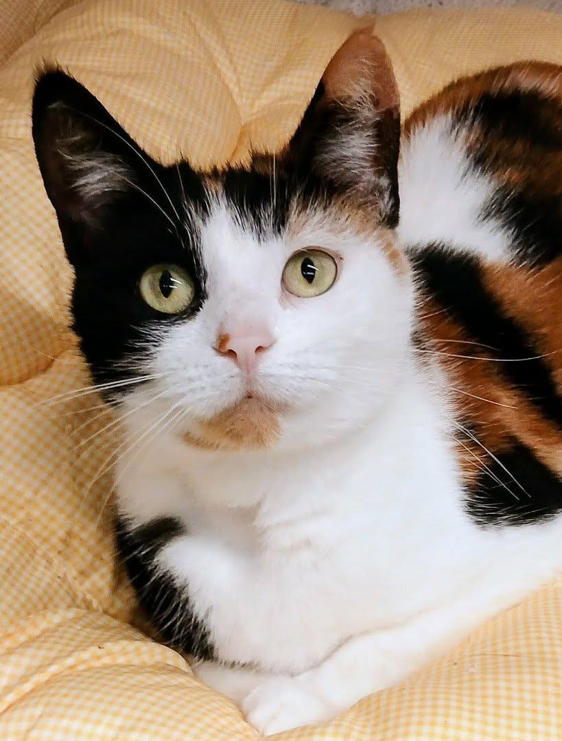 Enlarge Wilkes & Willa, a ADOPTABLE Domestic Short Hair in Brantford, ON image 3/5