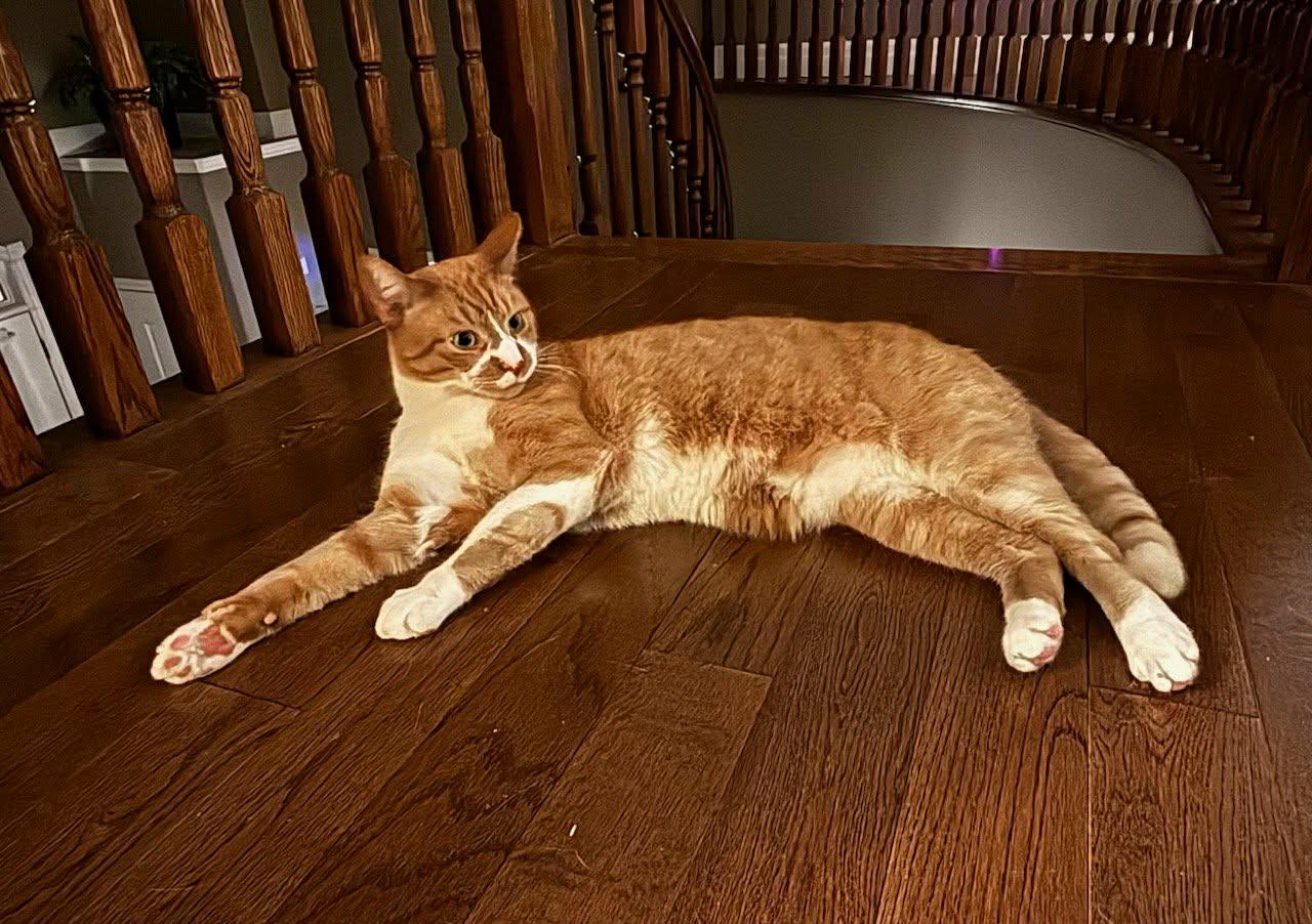 Enlarge Wilkes & Willa, a ADOPTABLE Domestic Short Hair in Brantford, ON image 4/5